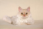 young Selkirk Rex