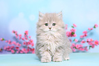 Selkirk Rex Kitten