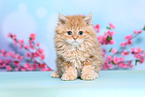 Selkirk Rex Kitten