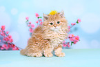 Selkirk Rex Kitten