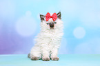 Selkirk Rex Kitten