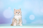 Selkirk Rex Kitten