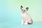 Selkirk Rex Kitten