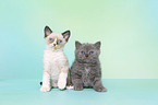 Selkirk Rex Kitten