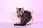 Selkirk Rex Kitten