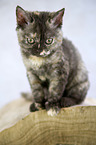 sitting Selkirk Rex