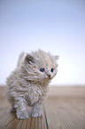 Selkirk Rex kitten