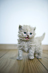 Selkirk Rex kitten