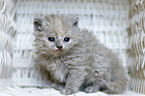 Selkirk Rex kitten