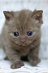 Selkirk Rex kitten