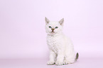 Selkirk Rex kitten