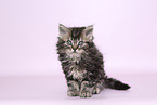 Selkirk Rex kitten