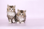 Selkirk Rex kitten