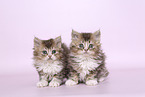 Selkirk Rex kitten