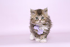 Selkirk Rex kitten