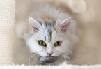 Selkirk Rex