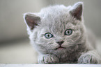 Selkirk Rex