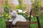 Selkirk Rex kitten