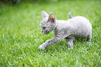 Selkirk Rex kitten