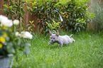Selkirk Rex kitten