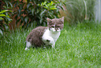 Selkirk Rex kitten