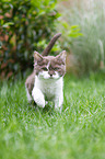 Selkirk Rex kitten