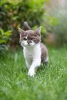 Selkirk Rex kitten