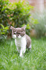 Selkirk Rex kitten