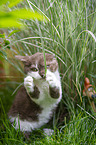 Selkirk Rex kitten