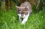 Selkirk Rex kitten