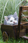 Selkirk Rex kitten