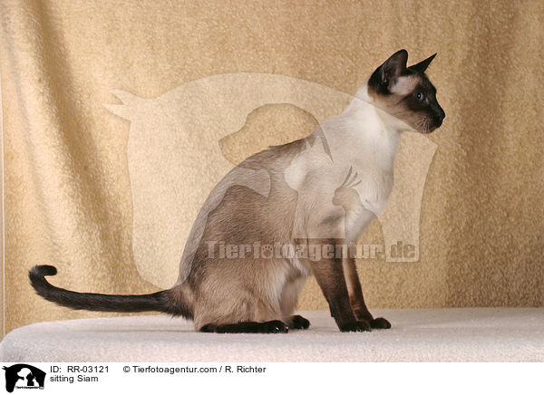 sitzende Siamese / sitting Siam / RR-03121