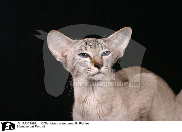Siam Portrait / Siamese cat Portrait / RR-03988