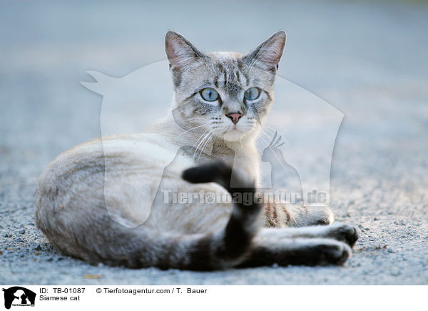 Siamese cat / TB-01087