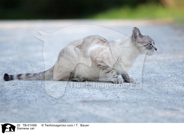 Siamese cat / TB-01088
