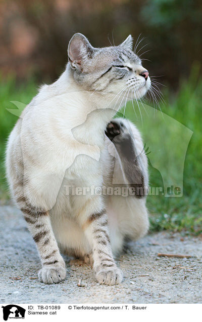 Siamese cat / TB-01089