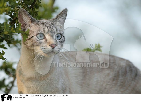Siamese cat / TB-01094