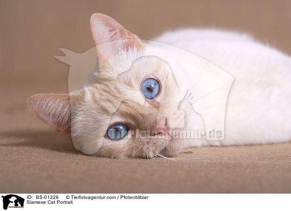 Siamese Cat Portrait / BS-01228