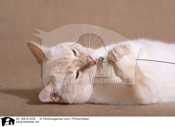 lying siamese cat / BS-01229