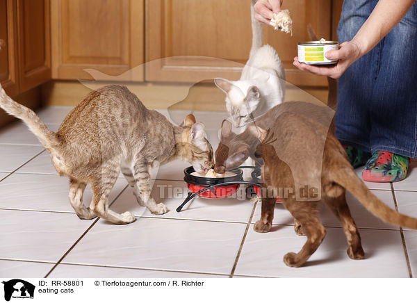 fressende Katzen / eating cats / RR-58801