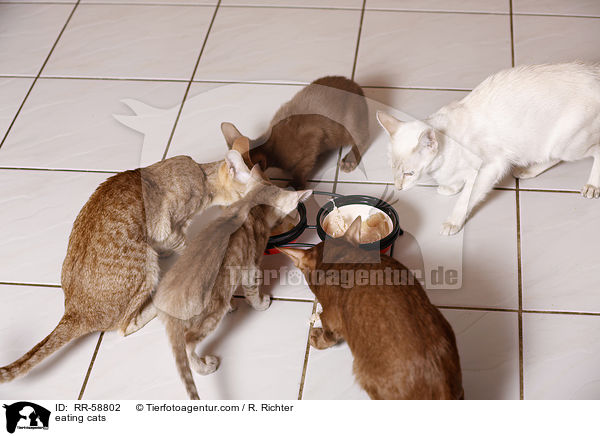 fressende Katzen / eating cats / RR-58802