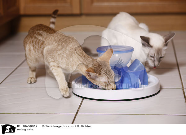 fressende Katzen / eating cats / RR-58817