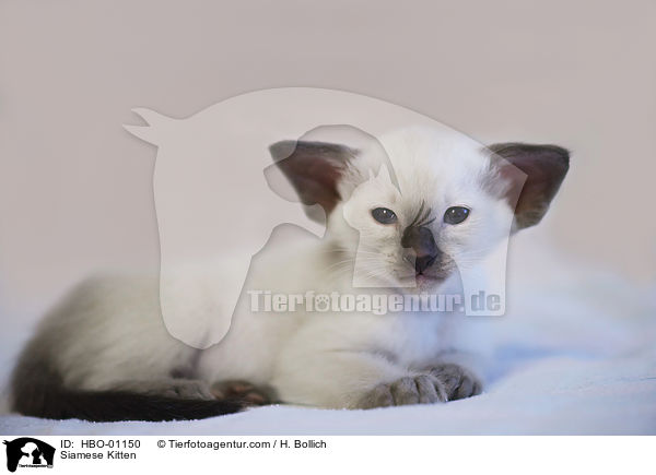 Siamese Kitten / HBO-01150