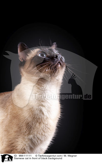 Siamkatze vor schwarzem Hintergrund / Siamese cat in front of black background / MW-11111
