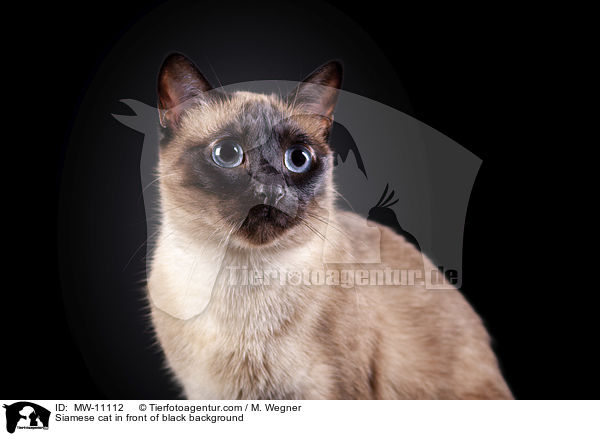 Siamese cat in front of black background / MW-11112