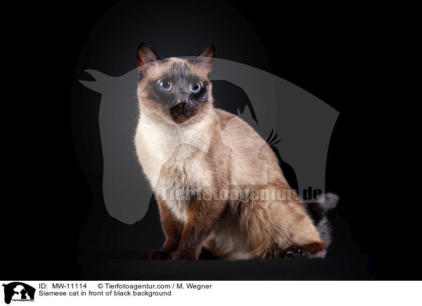 Siamese cat in front of black background / MW-11114