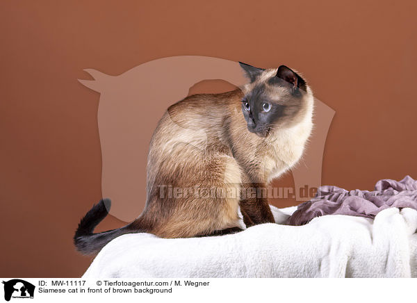 Siamese cat in front of brown background / MW-11117
