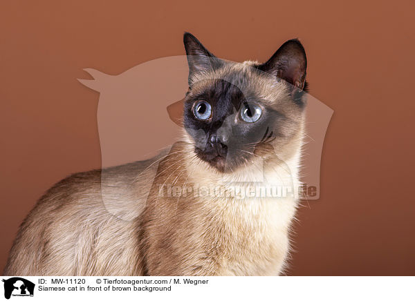 Siamese cat in front of brown background / MW-11120
