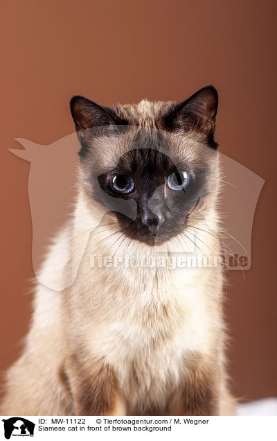 Siamese cat in front of brown background / MW-11122