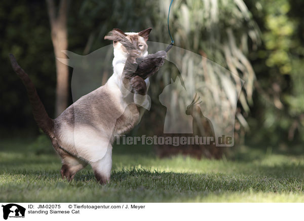 stehende Siam / standing Siamese Cat / JM-02075